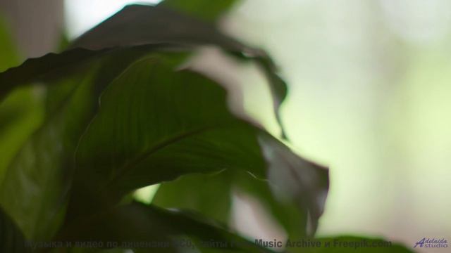 Поля и леса запоминаются навсегда вместе с этим ритмом - Lucid Dreaming -- HoliznaCC0 -- Left Overs