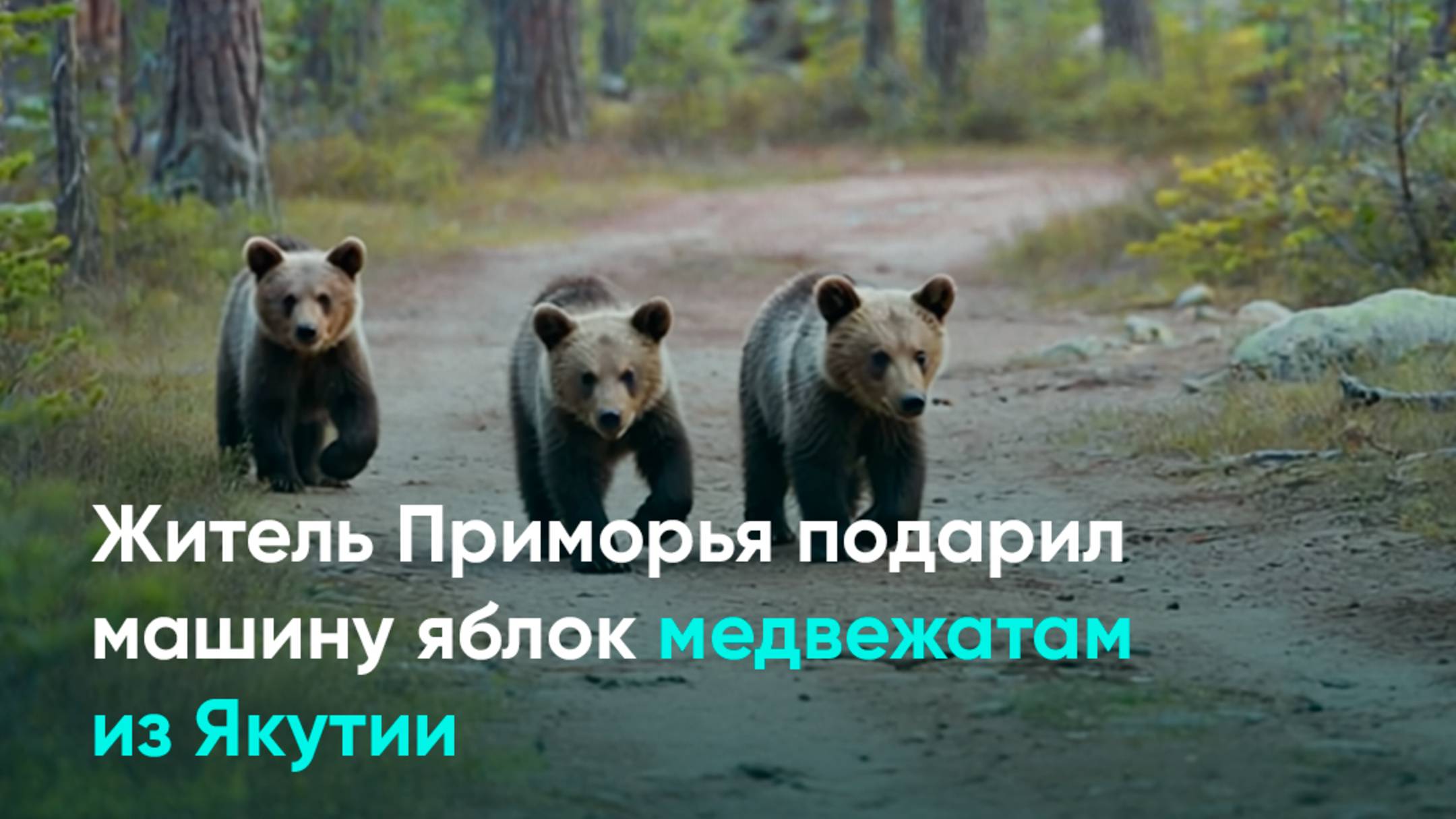 Житель Приморья подарил машину яблок медвежатам из Якутии