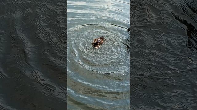 Купание утки