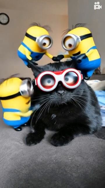 Кот немного перебрал🤣
