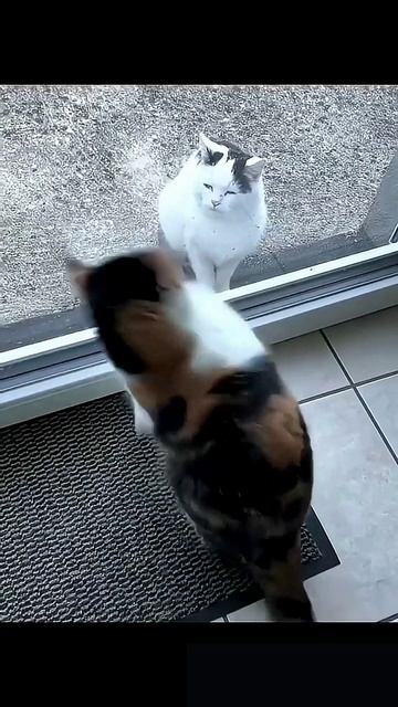 Как одна кошка хотела понравиться другой своими выкрутасами! 🤸♂️ 😂