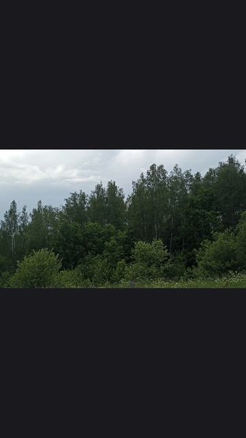 голоса птиц