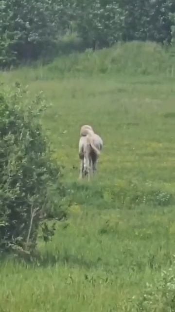 🐪В одном из московских парков на прогулку вышел верблюд🐪