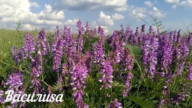 13 июня Еремеев День. Что нельзя делать 13 июня. Народные Традиции и приметы.