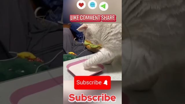 s0u2Vl7-QxU - Nervous cat, always scared #shorts #animals #fannyvideo #cat #dog