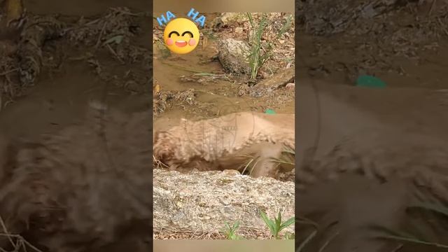 dKxADeZgUSM - Dog happiness is that simple. #shorts #animals #dog #fannyvideo