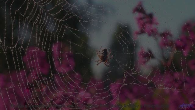 Кадры природы, обработанные квантовым компьютером - реальность или фантастика - Miss You -- SUPERARE