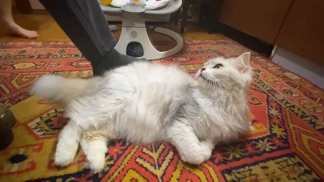 Мягкий вихрь: История одной пушистой кошки