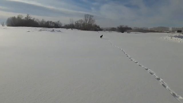 Прогулка на лыжах с Хаски.