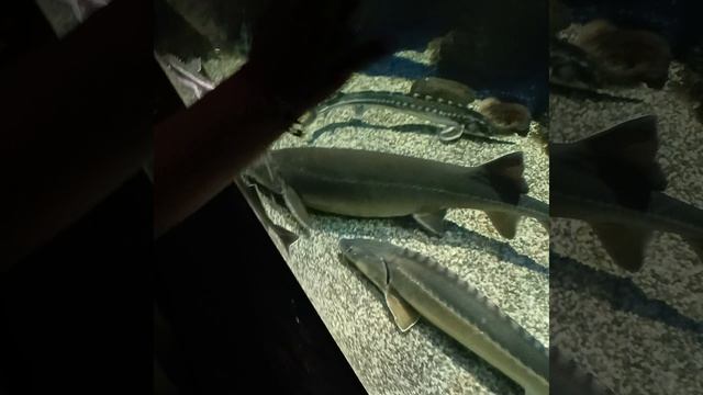 ДЛИННЫЕ УСАТЫЧИ