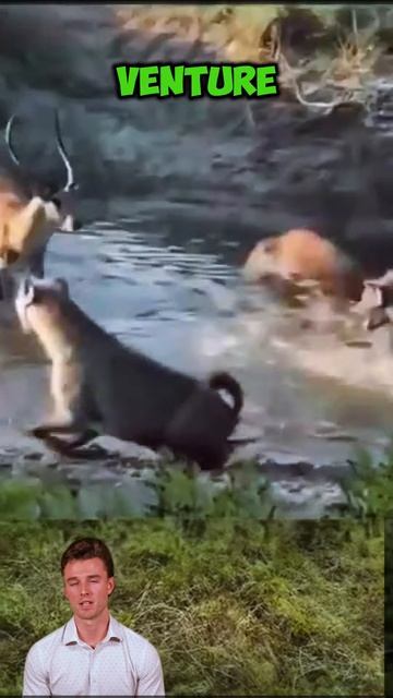 vov91XJzT5A - ＂Waters of Defiance： Gazelles vs. Hyenas＂ #shorts #wildlife #animals #facts #viral