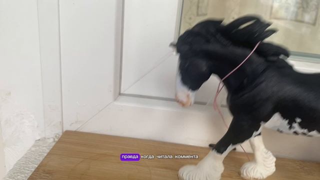 Лошади шляйх