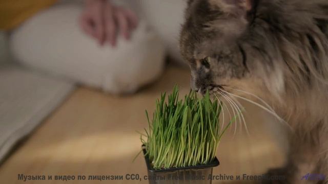Сердце расцветает на фоне лесов и мощного саунда - My-Freedoms -- Shaolin Dub -- Macro Micro