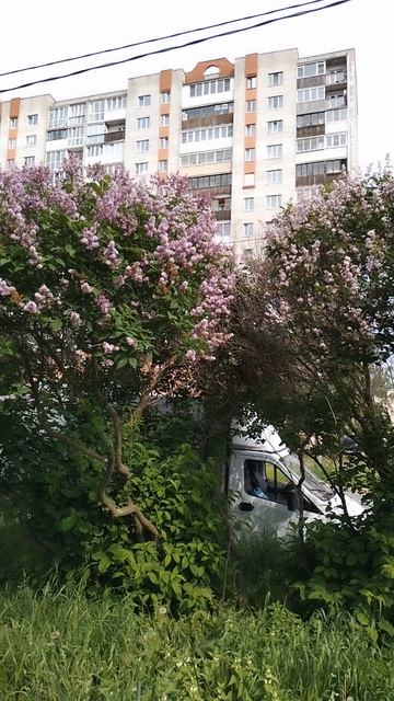 Сирень на аллее, 12 июня 2025.