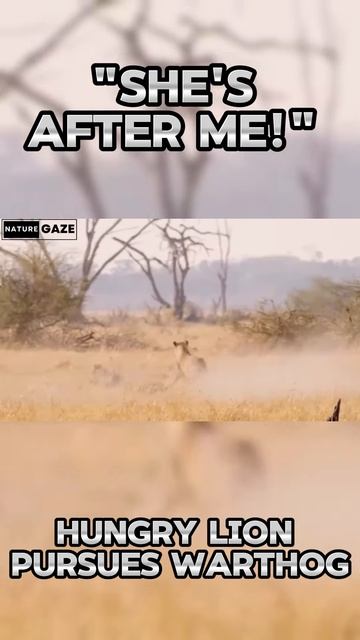 pp8c1JCOzzs - ＂She's After Me!＂ Hungry Lion Pursues Warthog #shorts #nature #animals #viral #lion