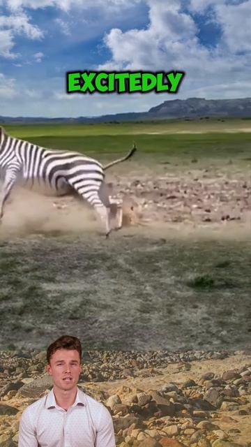 fQuli_nhuhk - ＂Zebra Kick： Buddy's Wild Savanna Tale＂ #shorts #animals #wildlife #wildanimals #facts