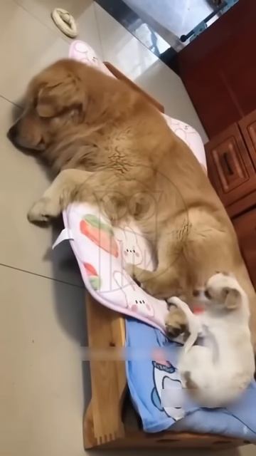 s3FGKJfojrk - Not only people can joke #shorts #funny #fannydog #animallife #pets #animals #cute
