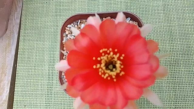 Кактус Лобивия тигелиана Lobivia tiegeliana