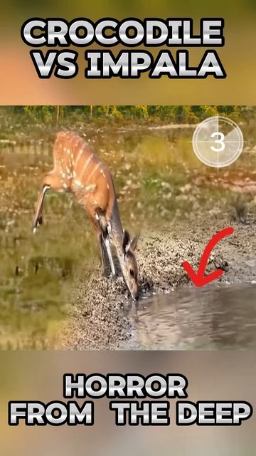 gwNBJHbq83I - Crocodile vs impala ｜ Horror from  the Deep #shorts #animals #wildanimals #viral #fact