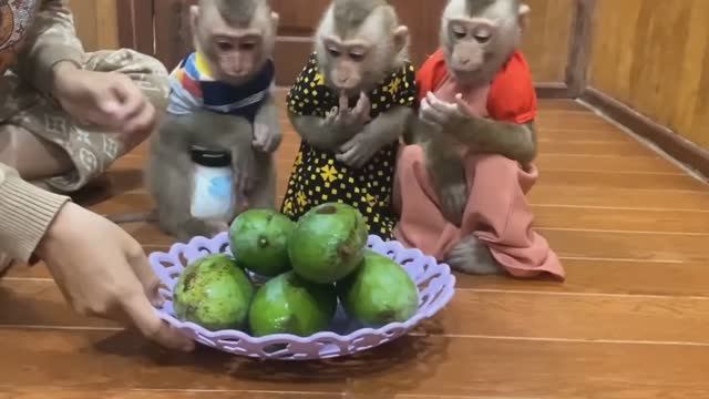 Обезьянки едят УЛУЧШИТЕЛЬ НАСТРОЕНИЯ  шустрые веселые смешные