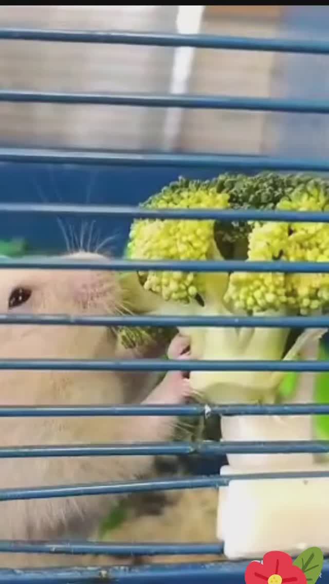 Напугали хомяка