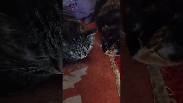 ТОЙКА СТАЛА ЛАБУБУ! что стало? 
1 часть