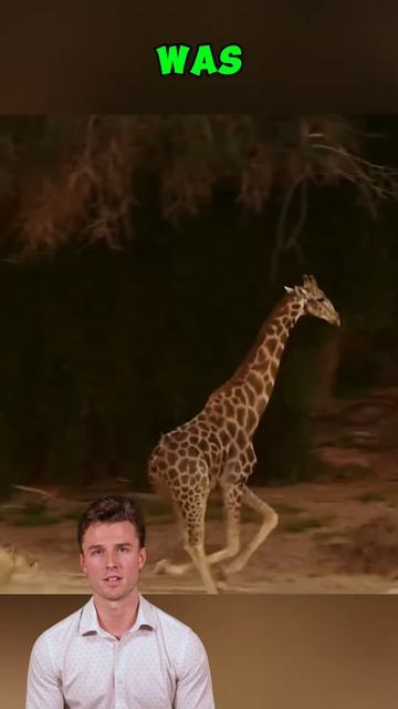 q2IYAOcSYnk - Lions vs Giraffe： The Hunt That Didn’t End as Expected #shorts #animals