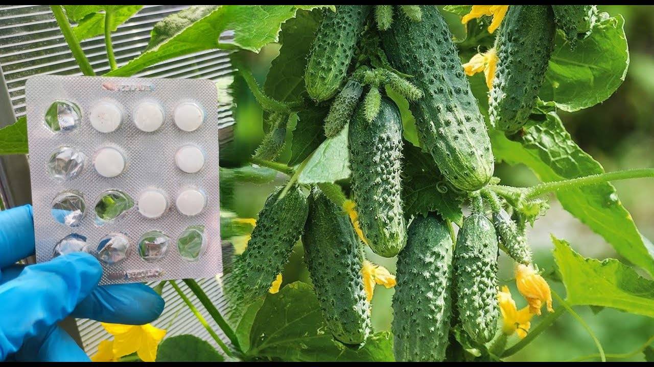 ВСЕГО 4 Таблетки и ваши ОГУРЦЫ ЗАПЛОДОНОСЯТ как БЕШЕНЫЕ и НЕ БУДУТ БОЛЕТЬ
