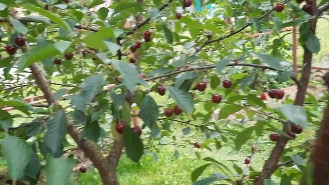Поспели вишни в саду у дяди Вани