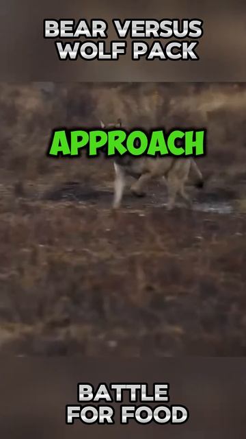 yVajbjPdhts - Bear versus Wolf Pack： Battle for Food #shorts #nature #animals #bear #viral