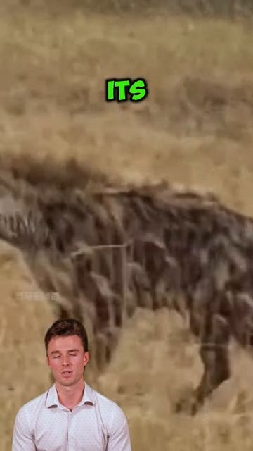 xqD8pkT1w4g - ＂Leopard’s Feast Interrupted： A Hyena’s Cunning Challenge＂ #shorts #animals #leopard