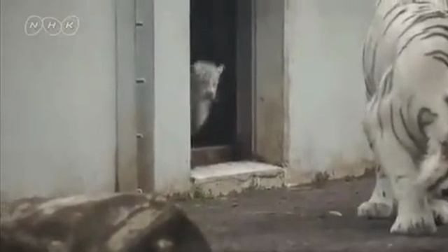 Тигрёнок испугал маму