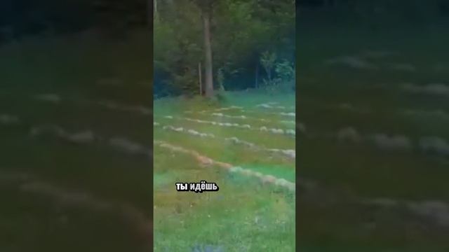 СВЯЩЕННЫЕ ЛЕСА ДАМАНХУРА