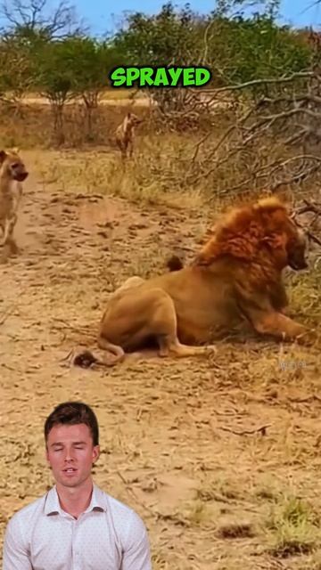 mDSZEhnPpdg - ＂Territorial Fury： Lion Defends His Domain with Deadly Force＂ #shorts #animals #lion