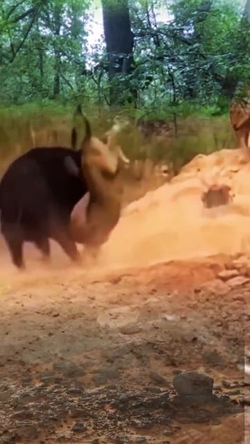 ebs4hBc8NFg - The buffalo saw the hidden prides #shorts #animals #wildlife #lion #facts #funny