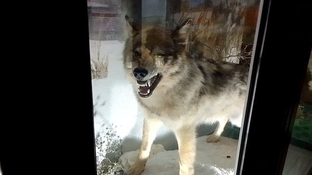 😨СТРАШНЫЙ ЗУБАСТЫЙ ВОЛК!!! (я в музее в школьном лагере)