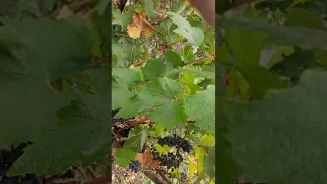5.09.24 р.Київська обл.технічний Виноград Кабарне кароль