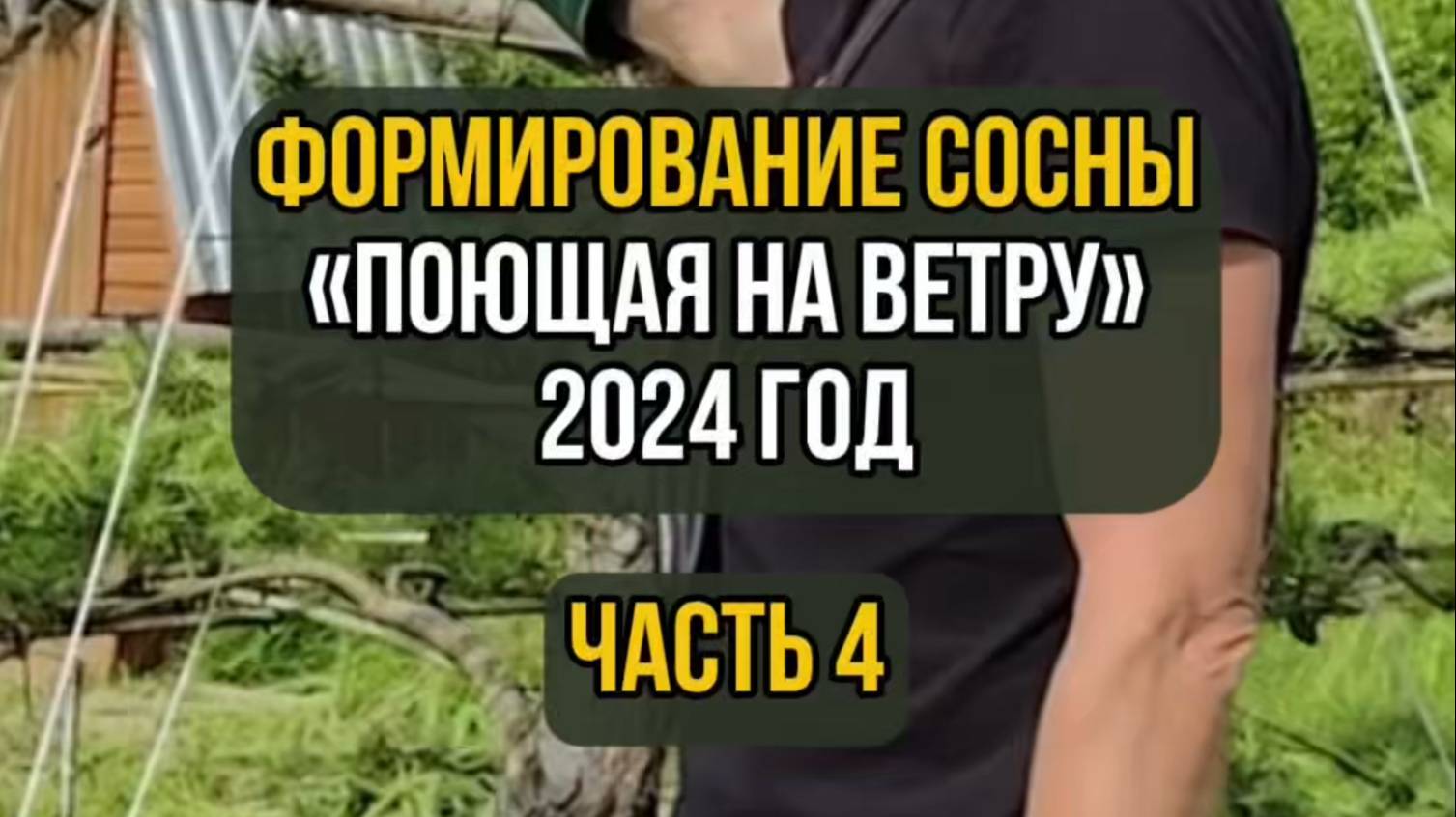 Формирование сосны "Поющая на ветру" 2024 год. Часть 4