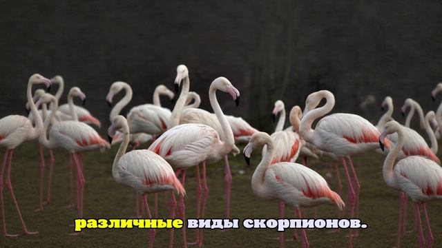 Депутат Якубовский: С 1 сентября россиянам запретят держать дома львов и тигров