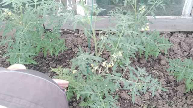 Как, когда и какие пасынки и листья удалять на штамбовых томатах (помидорах)