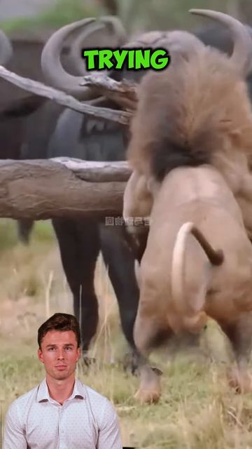 dtNd-ozEWKI - The lion attacked the buffalo. The buffalos took brutal revenge on him # buffalo # lio