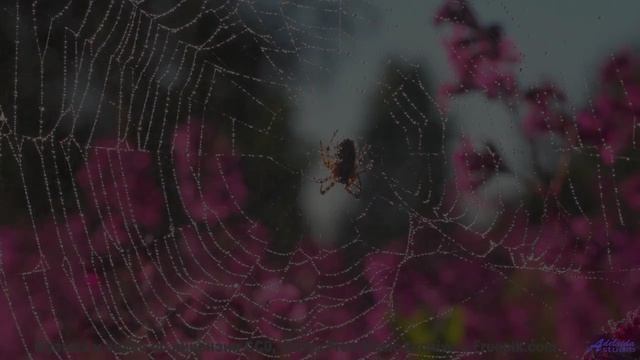 Вы не сможете усидеть на месте - проверьте! - (Thank God For This) Lightness of Being -- Siddhartha