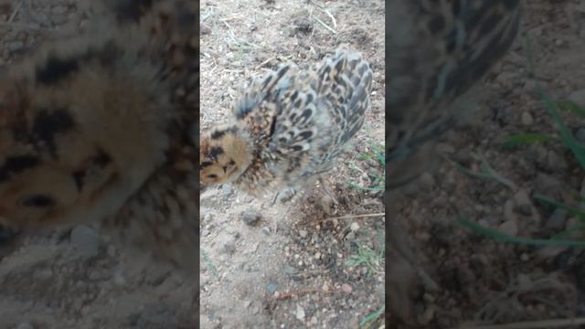 Фазанята 19 дней