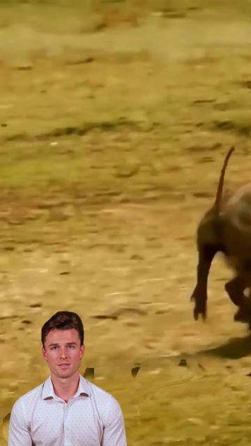 zXXFi-9Kg4I - The warthog actually chased away the lion, what's going on  #shorts #animals