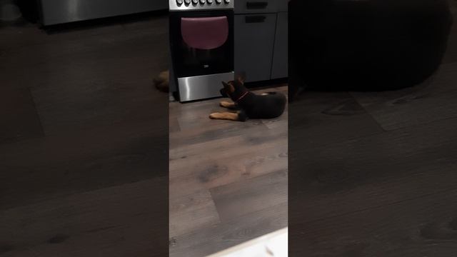 ухаживайте за собаками