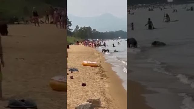 МЕДВЕДИ и ЛЮДИ купаются вместе