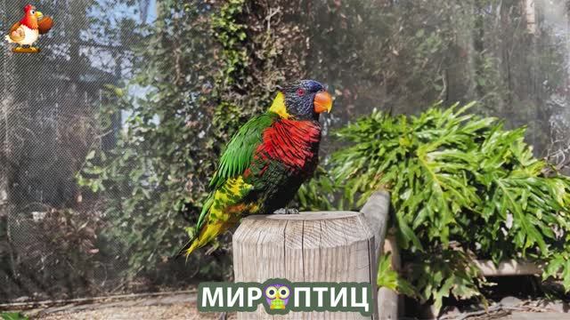 Мир птиц – красота и грация пернатых созданий Природы 🦩🦚🦜 Выпуск (203) 🦉🐦🐤