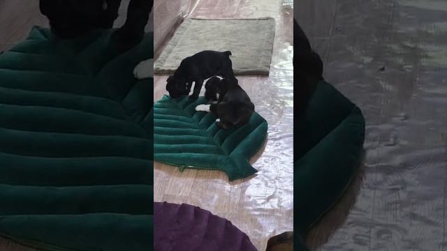 моя любимая собака Кассиопея