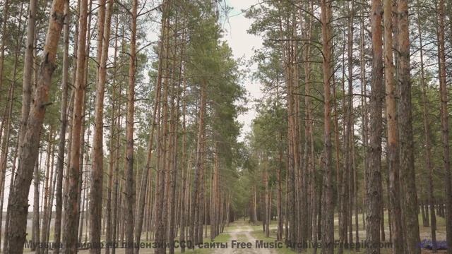 Видео, которое заставит вашего тестя расплакаться! - Sunnyside -- Ketsa -- Bedding