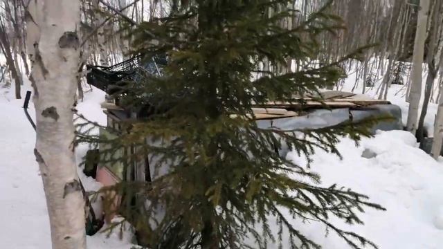 29.04.2024. Дача. На носу майские праздники, а у нас тёплая зима❄️🌨️❄️🌨️❄️🌨️